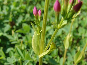 Aan de bloemstengel staan meerdere bijschermen