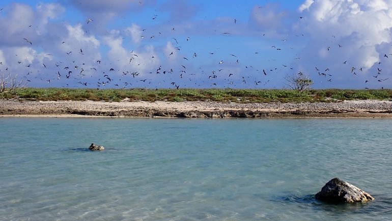 Goedkoper dan dijken bouwen: deze vogels doen onmisbaar werk