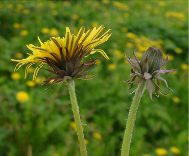 Zijaanzicht bloem met omwindsel van Taraxacum excellens