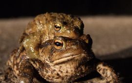 Rudmer Zwerver, Saxifraga Bufo bufo. Gewone pad