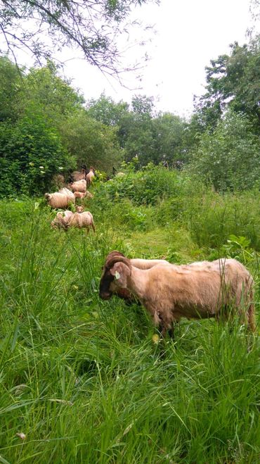 Begrazing met schapen is een goede methode om reuzenberenklauw in toom te houden. Schapen zijn resistent voor het gif van de plant