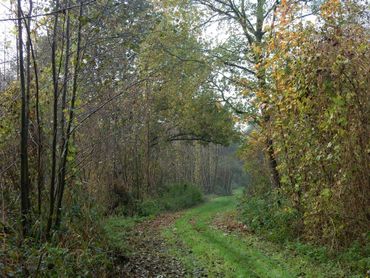 Essenhakhout is een bijzonder leefgebied dat vooral in Nederland voorkomt