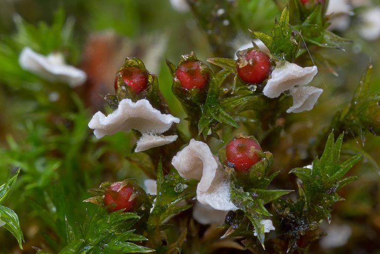 Kringmosoortjes op Muurachterlichtmos