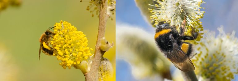 Vrouwtjes van de vroege zandbij en van de aardhommelgroep foeragerend op bloeiende wilg