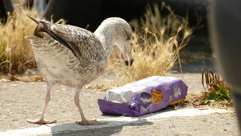 Vermijd plastic tasjes, broodzakjes, rietjes, bekertjes en flesjes. Ziet u plastic in de natuur? Raap het dan op