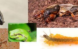 Bram Koese; Aglaia Bouma; Sonia & Lex, Waarneming.nl; Tim Faasen Compilatie voor Insect van het Jaar 2022