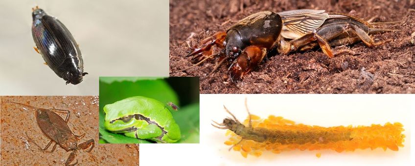 Compilatie voor Insect van het Jaar 2022