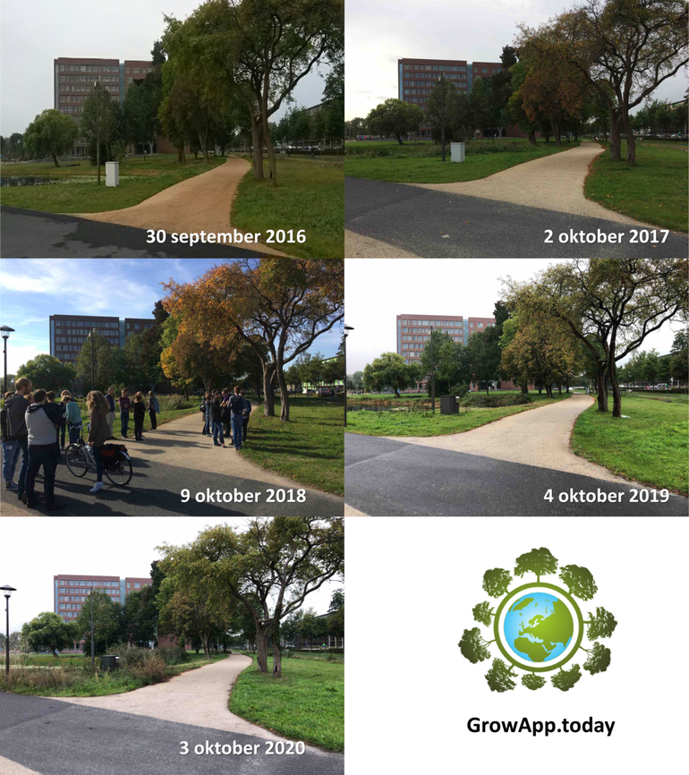 Verschil in mate van bladverkleuring van diverse boomsoorten op de campus van Wageningen University begin oktober tussen de jaren 2016 tot en met 2020 