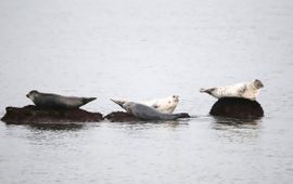 Phoca vitulina. Gewone zeehond