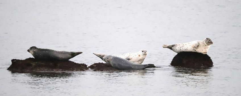 Phoca vitulina. Gewone zeehond