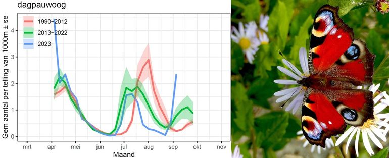 Het aantal dagpauwogen in de monitoringroutes van het Meetnet Vlinders, 2023 (blauw) in vergelijking met de voorgaande perioden