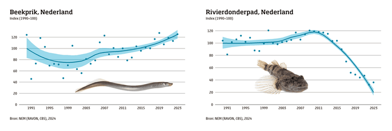 Trend in verspreiding van de doelsoorten beekprik en rivierdonderpad. De beekprik heeft geprofiteerd van herintroductie, waterkwaliteitsverbeteringen en habitatherstel in beken. De rivierdonderpad is sterk afgenomen door de toename van invasieve exotische grondels, zoals de zwartbekgrondel