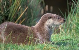 Mark Zekhuis, Saxifraga otter