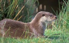 otter