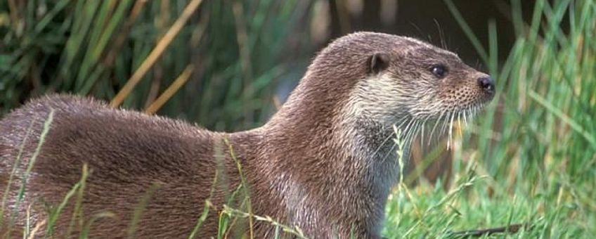 otter