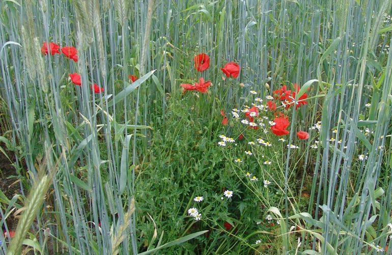 Role of biodiversity in control of pests and diseases