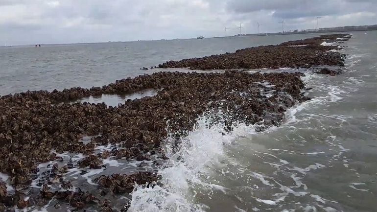 Een oesterrif breekt de golven en zorgt voor rustiger water. Minder erosie en meer biodiversiteit is het gevolg