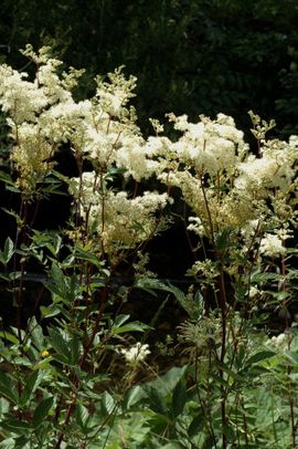 Filipendula ulmaria 15, Moerasspirea, meadow sweet