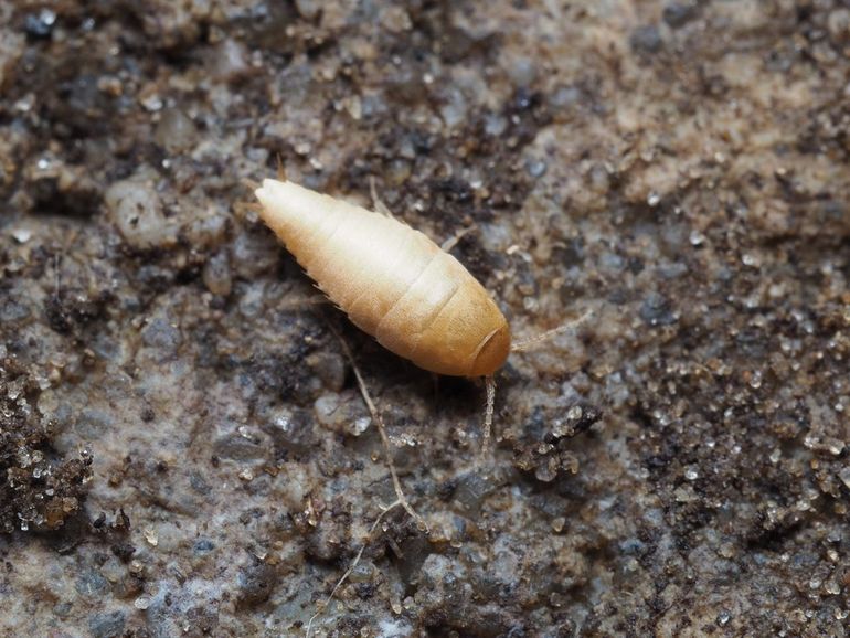 Mierengoudvisje (Atelura formicaria) dat gevonden werd in Horn, Limburg