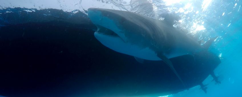 Tagged tiger shark during the DCNA's Save Our Sharks expedition in 2016