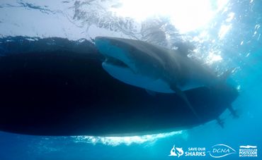 Gezenderde tijgerhaai tijdens een haaienexpeditie in 2016 als onderdeel van DCNA's Save Our Sharks Project gefinancierd door de Nederlandse Postcode Loterij