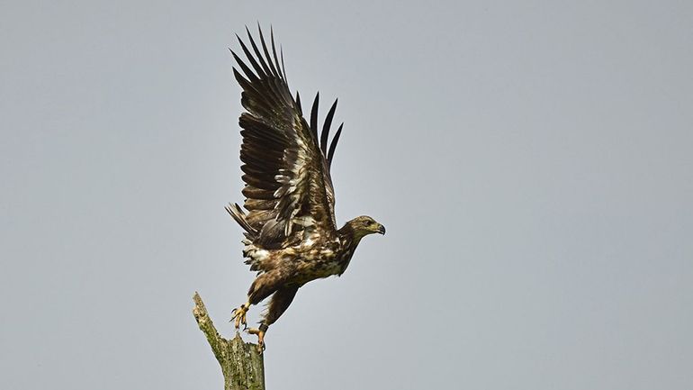 Zeearenden hebben grote, rustige natuurgebieden nodig