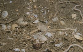 Peter H van Bragt, Stichting ANEMOON Ingegraven slangster