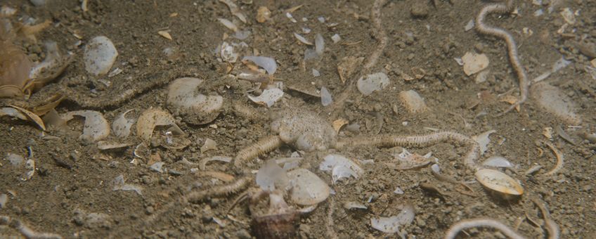 Ingegraven slangster