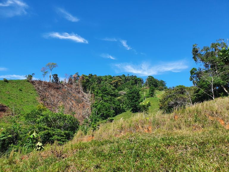 Ontbossing van een beschermd natuurgebied voor de illegale verbouw van cocaplanten