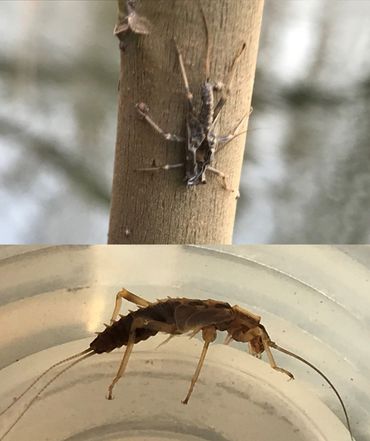 Larvenhuidjes van Negendoornige wintersteenvliegen. Deze zijn vaak op de onderkant van takken aan de waterkant te vinden. Vanaf de zijkant zijn de karakteristieke doorns goed zichtbaar