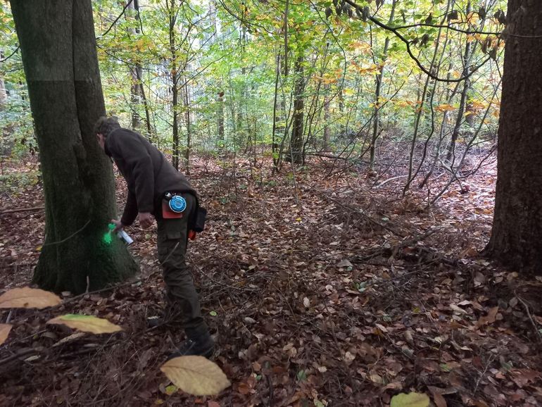 In deze horstboom huist een haviksnest. De boom krijgt daarom een groene waarschuwingsmarkering