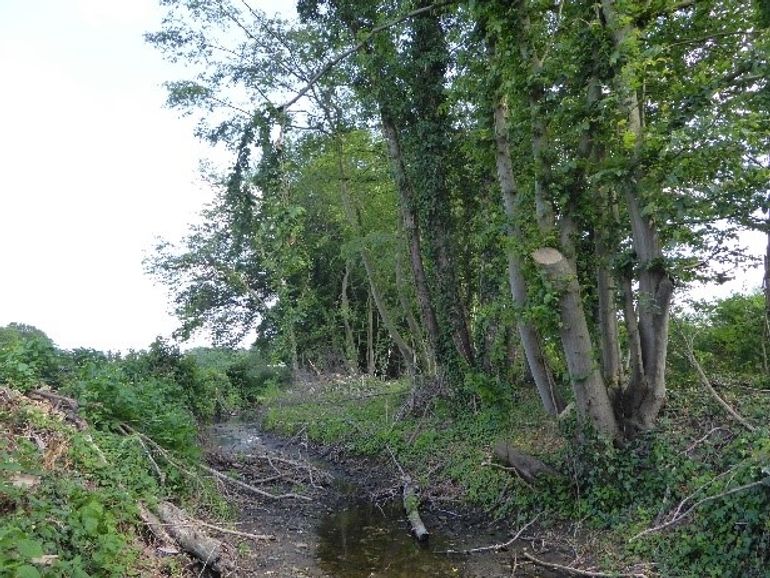 Recente kap van zeldzame boomsoorten (onder andere fladderiepen) in de Achterhoek bij Winterswijk