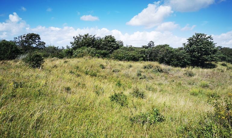 Hoe het gebied in de duinen van Voorne eruitziet na een nat jaar en uit begrazing