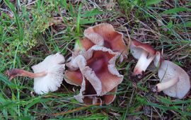 Compostcollybia's