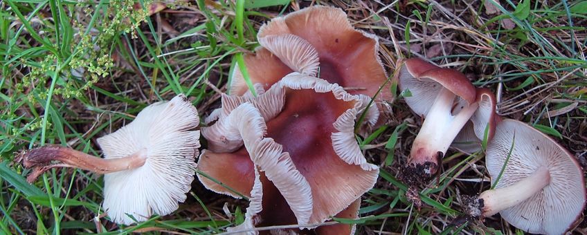 Compostcollybia's