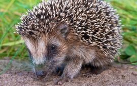 Een jonge egel (Erinaceus europaeus)