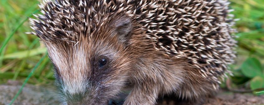 Een jonge egel Erinaceus europaeus