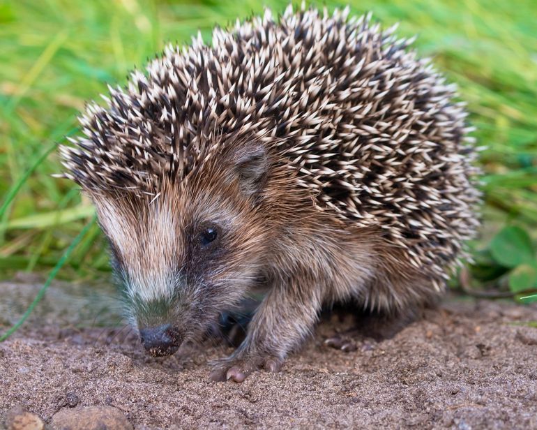 Een jonge egel