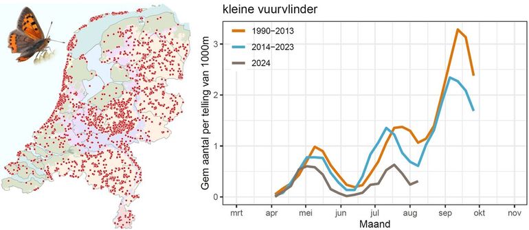 Kaartje met waarnemingen van de kleine vuurvlinder in 2024 en grafiek met het gemiddeld aantal kleine vuurvlinders dat wordt gezien op monitoringroutes, vergeleken met eerdere perioden