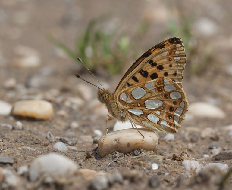 Kleine parelmoervlinder warmt op op de grond