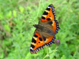 Henk Bosma, De Vlinderstichting Aglais urticae. Kleine vos