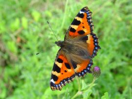 Aglais urticae. Kleine vos