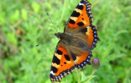 Aglais urticae. Kleine vos