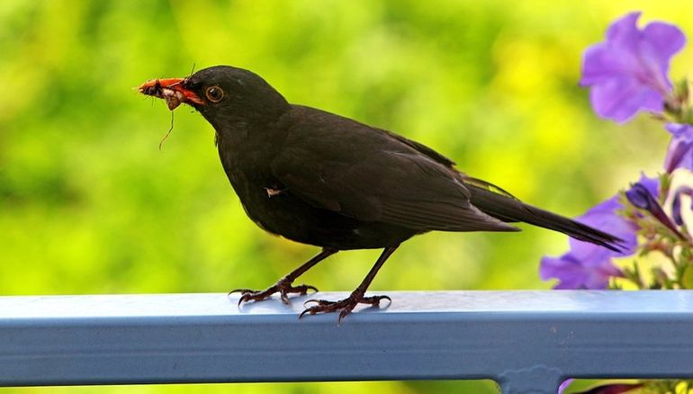 Alle balkons en tuinen samen zijn belangrijk voor de biodiversiteit in ons land