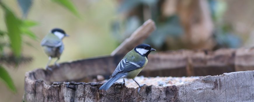 Vogels kijken voor binnenblijvers - Today