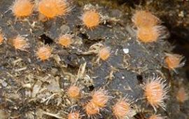 Eline Vis Lasiobolus macrotrichus