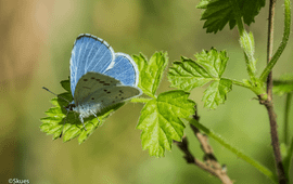 Skues, Flickr Boomblauwtje