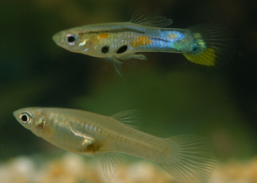 Male and female Trinidadian guppy