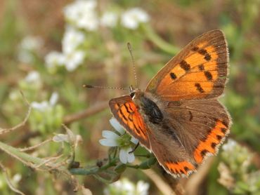 Kleine vuurvlinder, een typische graslandvlinder