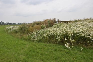 Kruidenrijke delen en randen werken positief voor de graslandinsecten